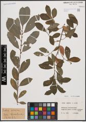 Foto von Salix cinerea L.